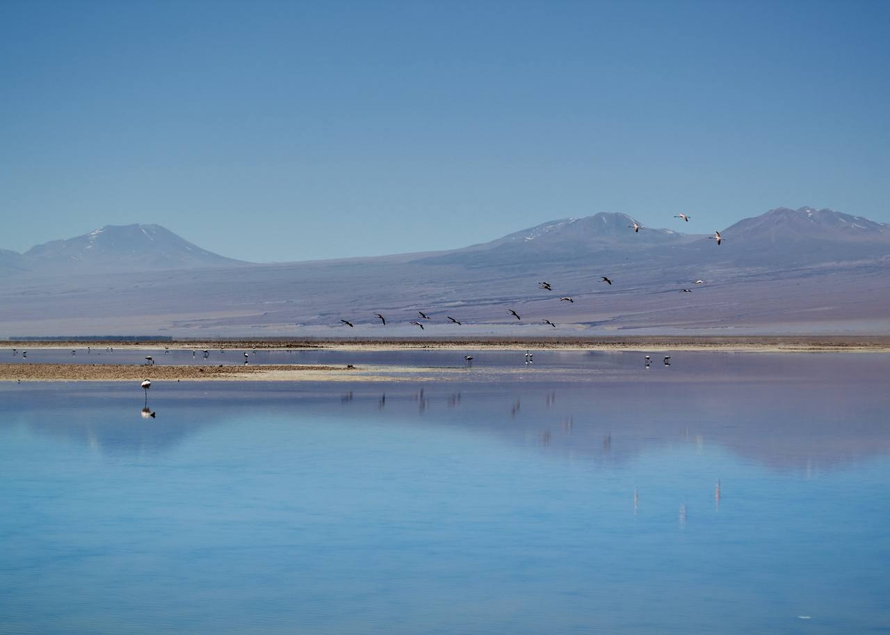 Flamencos en vuelo sobre la laguna Chaxa, Salar de Atacama