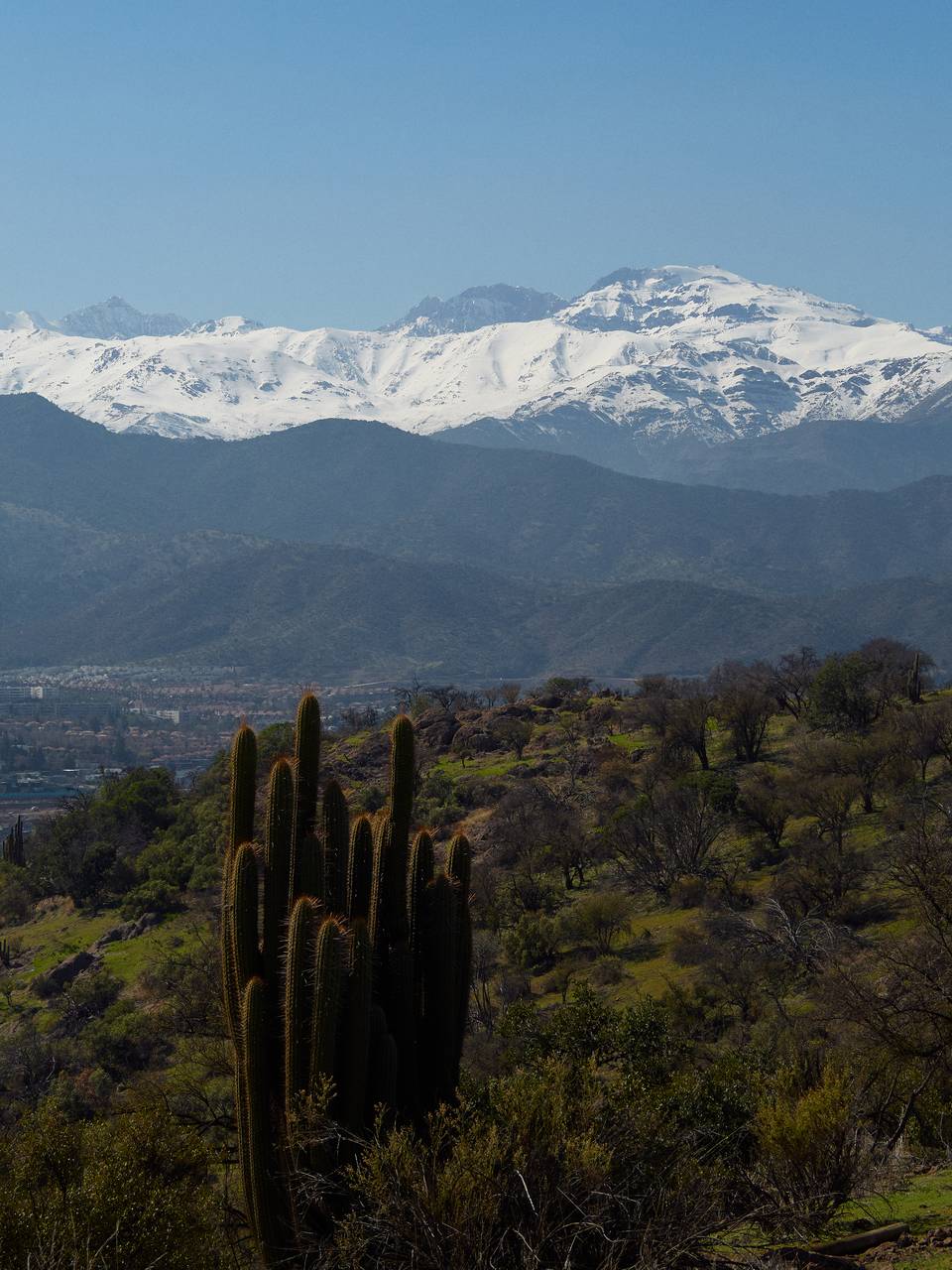 Cactus en primer plano y cordillera nevada